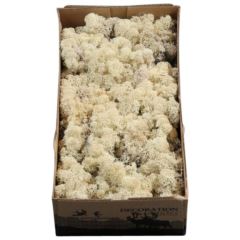 Reindeer Moss – Misty White