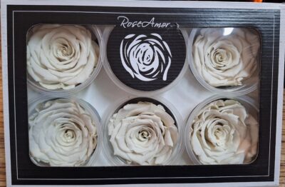 RoseAmor XL  WHI-04