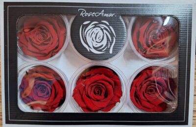 RoseAmor XL RED-02