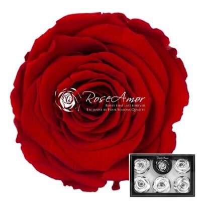 RoseAmor XL RED-02