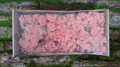 Reindeer Moss – Roze
