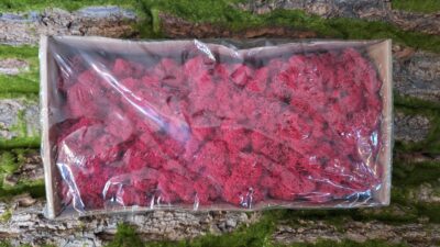 Reindeer Moss – Crimson