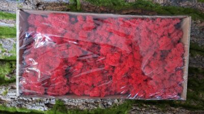 Reindeer Moss – Rood