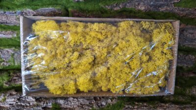 Reindeer Moss – Lemon Yellow