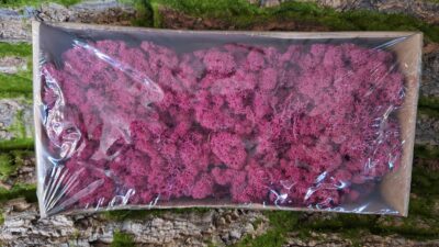 Reindeer Moss – Erica