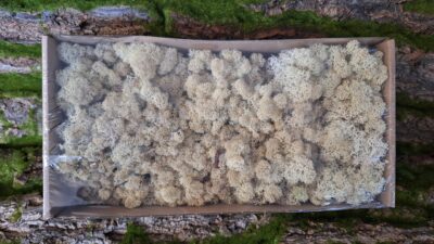 Reindeer Moss – Misty White