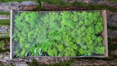 Reindeer Moss – Grass Green Light