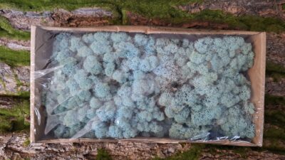Reindeer Moss – Aquamarine