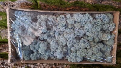 Reindeer Moss – Ice Blue