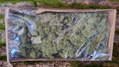 Reindeer Moss – Mosgroen