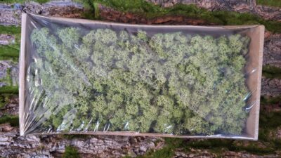 Reindeer Moss – Medium Green