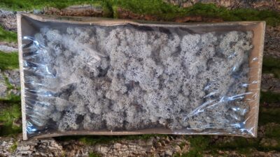Reindeer Moss – Lavander Blue