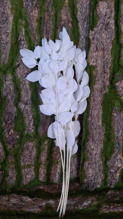 VERDISSIMO RUSCUS ALB RUS 0005