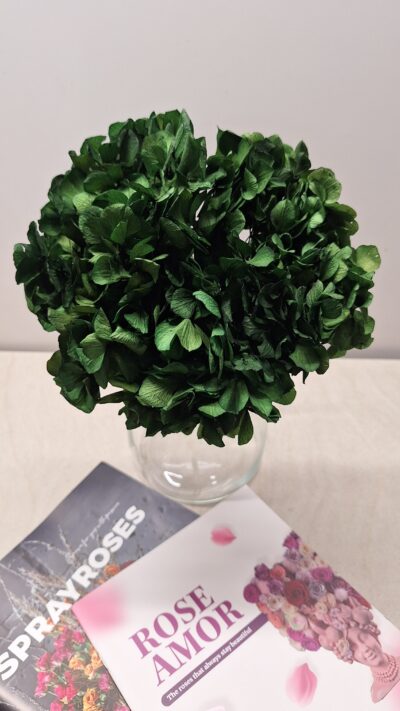 HORTENSIA VERDISSIMO Verde HRT-0130
