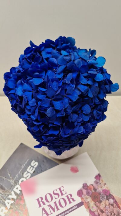 Hydrangea BLU-03