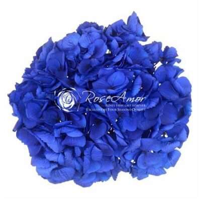 Hydrangea BLU-03