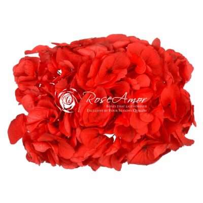 Hydrangea RED-02