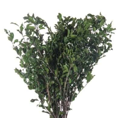 Pittosporum Verde PIT/0103