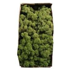 Reindeer Moss – Midden Green