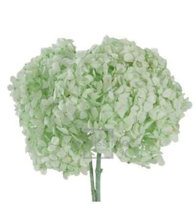 HORTENSIA VERDISSIMO Verde Menta HRT-0160