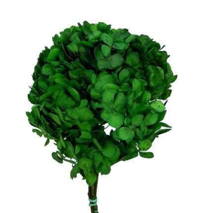 HORTENSIA VERDISSIMO Verde HRT-0130