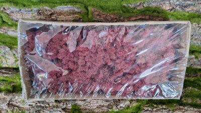 Reindeer Moss – Siena