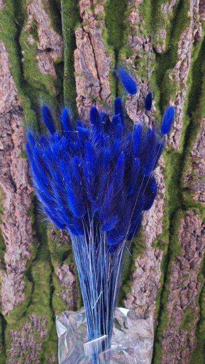 LAGURUS BLU