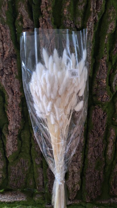 LAGURUS BIANCO