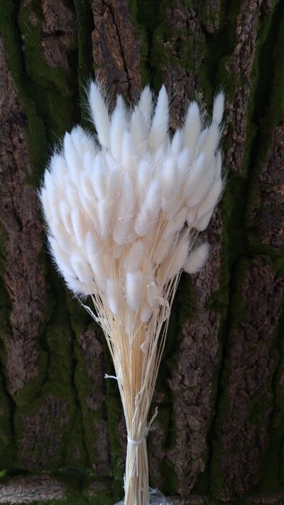 LAGURUS BIANCO