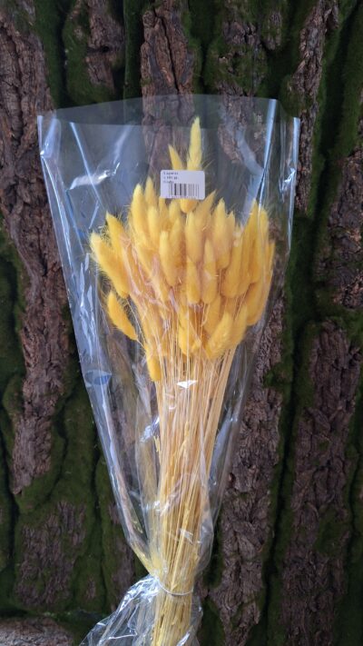 LAGURUS GIALLO