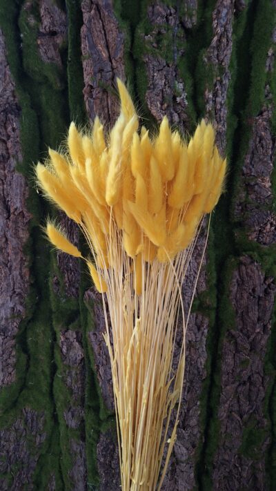 LAGURUS GIALLO