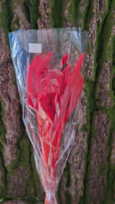 LAGURUS ROSSO