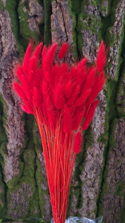 LAGURUS ROSSO