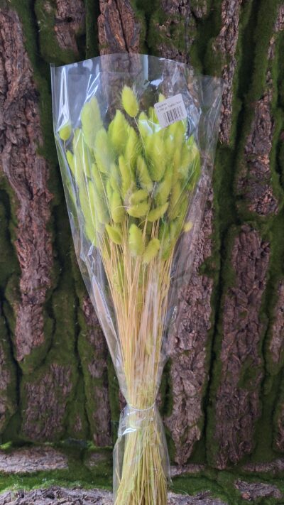 LAGURUS VERDE CHIARO