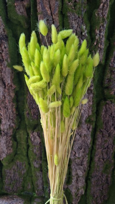 LAGURUS VERDE CHIARO