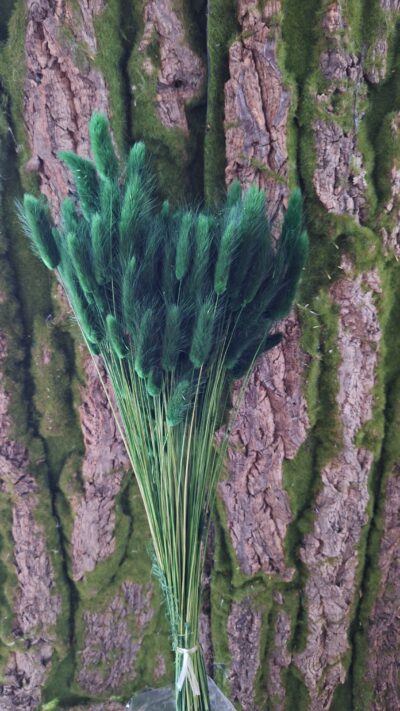 LAGURUS VERDE FOGLIA