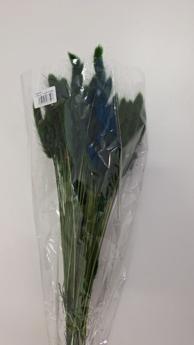 LAGURUS VERDE FOGLIA