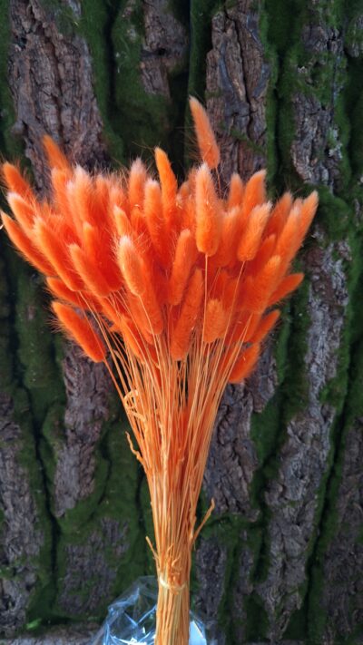 LAGURUS ARANCIO