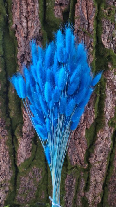LAGURUS AZURRO