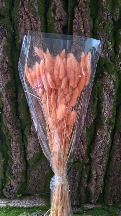 LAGURUS SALMONE