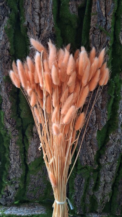 LAGURUS SALMONE