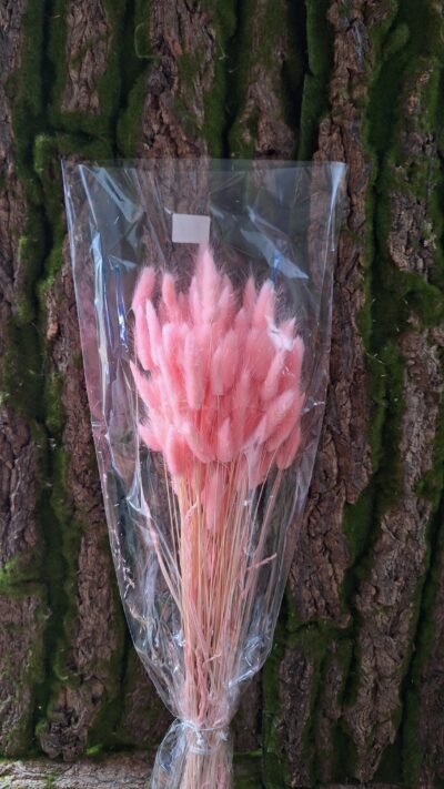 LAGURUS  ROSA