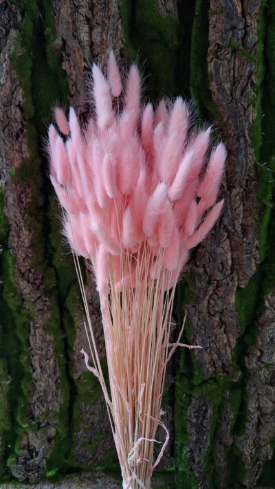 LAGURUS  ROSA