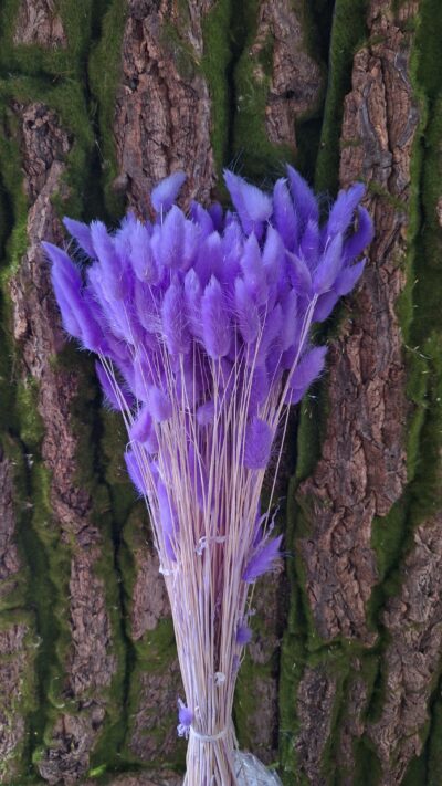 LAGURUS LILA