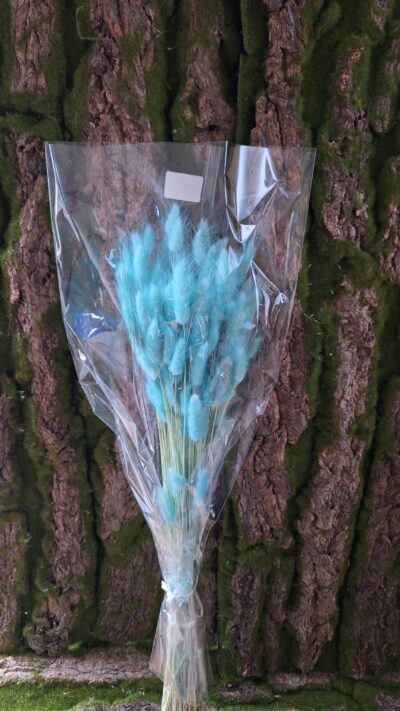 LAGURUS TURCHESE