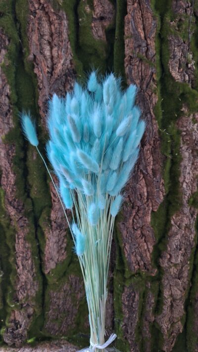 LAGURUS TURCHESE