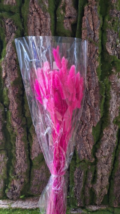 LAGURUS FUXIA