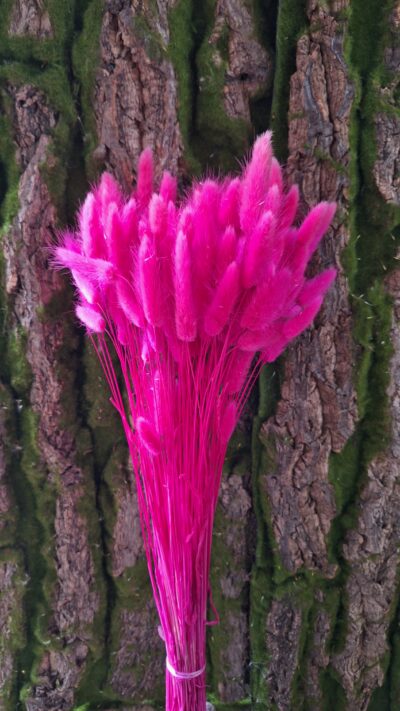 LAGURUS FUXIA