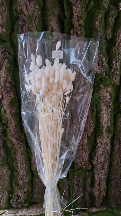 PHALARIS BIANCO