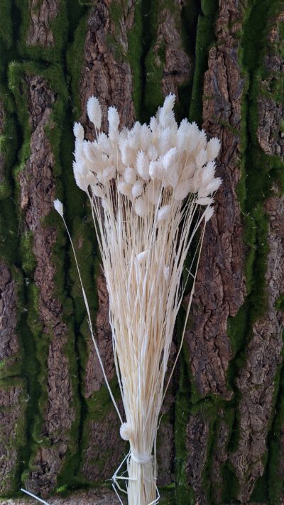 PHALARIS BIANCO